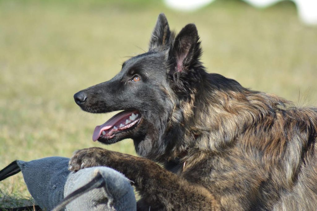 CH. Verydick Du Rocher Des Ducs