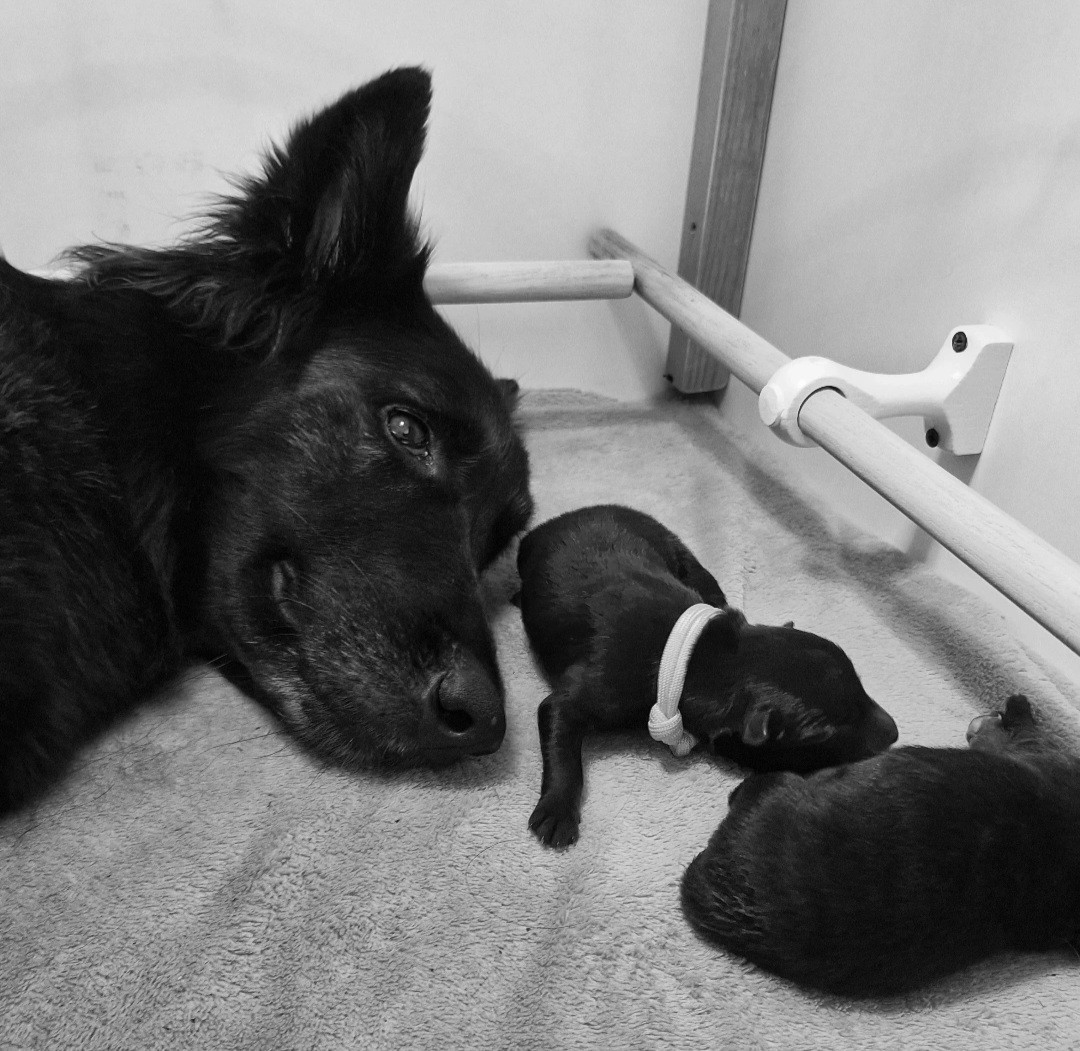 Nos premiers chiots sont là !