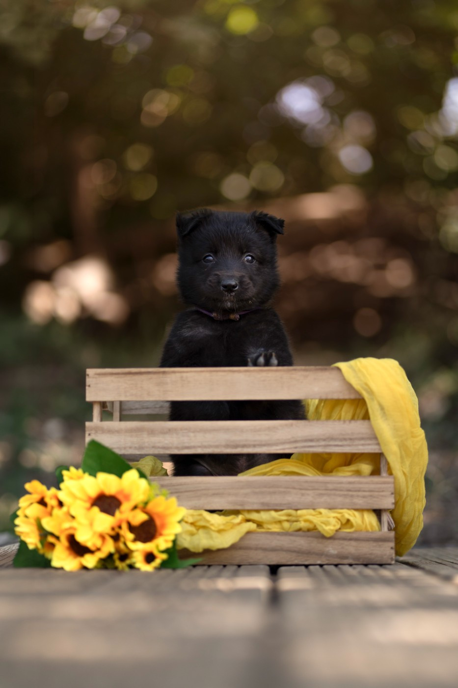 De La Maison Trinity - Chiots disponibles - Berger hollandais